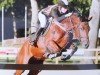 jumper Q-Magic (German Riding Pony, 2012, from Quaterback's Junior)