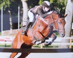 jumper Q-Magic (German Riding Pony, 2012, from Quaterback's Junior)