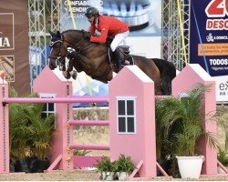 jumper Igor Chavannais (Belgium Sporthorse, 2014, from Hunters Scendro)