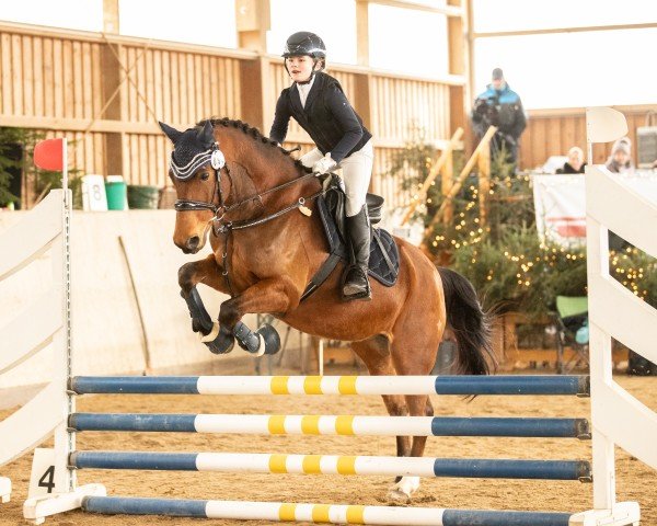 dressage horse Gusto 12 (German Riding Pony, 2016, from Hesselteichs Grimaldi)