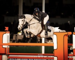 Springpferd Golden Boy VL (KWPN (Niederländisches Warmblut), 2011, von Canturano I)