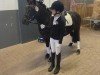 dressage horse Lucky Girl (unknown, 2017)