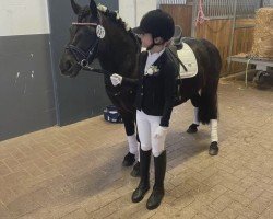 dressage horse Lucky Girl (unknown, 2017)