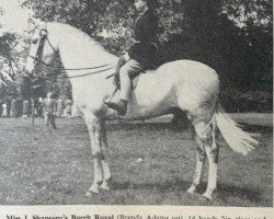 Pferd Burgh Royal (British Riding Pony, 1951, von Naseel ox)