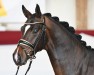 dressage horse Bello Marone (Bavarian, 2022, from Callaho's Benicio)