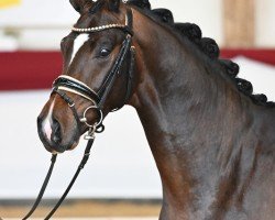 dressage horse Bello Marone (Bavarian, 2022, from Callaho's Benicio)