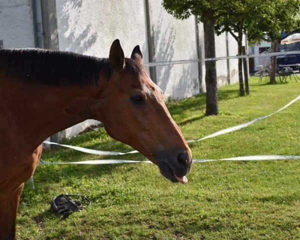 Springpferd Billy the Kid (Ungarisches Warmblut, 1994, von Bilbao xx)