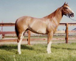 broodmare Gavit's Lady Bar (Paint Horse, 1966, from Gavit Bar)