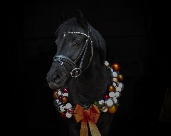 dressage horse Opsidien Diva (unknown,  )