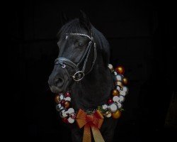 dressage horse Opsidien Diva (unknown,  )