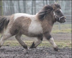 stallion A New Star von Kessen (Shetland Pony, 2016, from Amadeus von Dalberg)