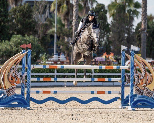 jumper Astigo Z (Zangersheide riding horse, 2017, from Aganix du Seigneur)