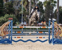 jumper Astigo Z (Zangersheide riding horse, 2017, from Aganix du Seigneur)