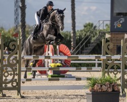 jumper Sir Diamant Horta (Belgian Warmblood, 2018, from Diamant de Semilly)