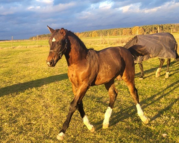 foal by Ludwig (Sachs-door. Heavy Warmbl., 2024, from Lancelo)