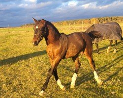 Fohlen Ludwig (Sächs.-Thür. Schweres Warmbl., 2024, von Lancelo)