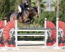 jumper Quonka vd Bisschop (Belgian Warmblood, 2016, from Diamant de Semilly)