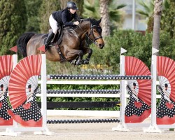 Springpferd Quonka vd Bisschop (Belgisches Warmblut, 2016, von Diamant de Semilly)