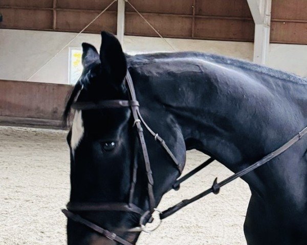 jumper Comelli WK (Oldenburg show jumper, 2018, from Comfort)