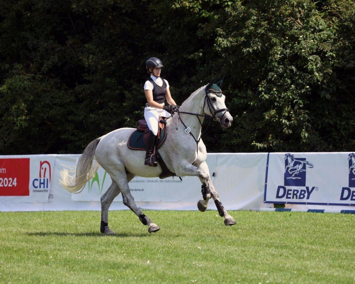 Springpferd Caracho 21 (Holsteiner, 2014, von Clarcon)
