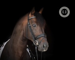 stallion Double Hit (Oldenburg, 2015, from Diamond Hit)