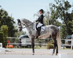 dressage horse Dillinger 5 (Hanoverian, 2015, from Diacontinus)