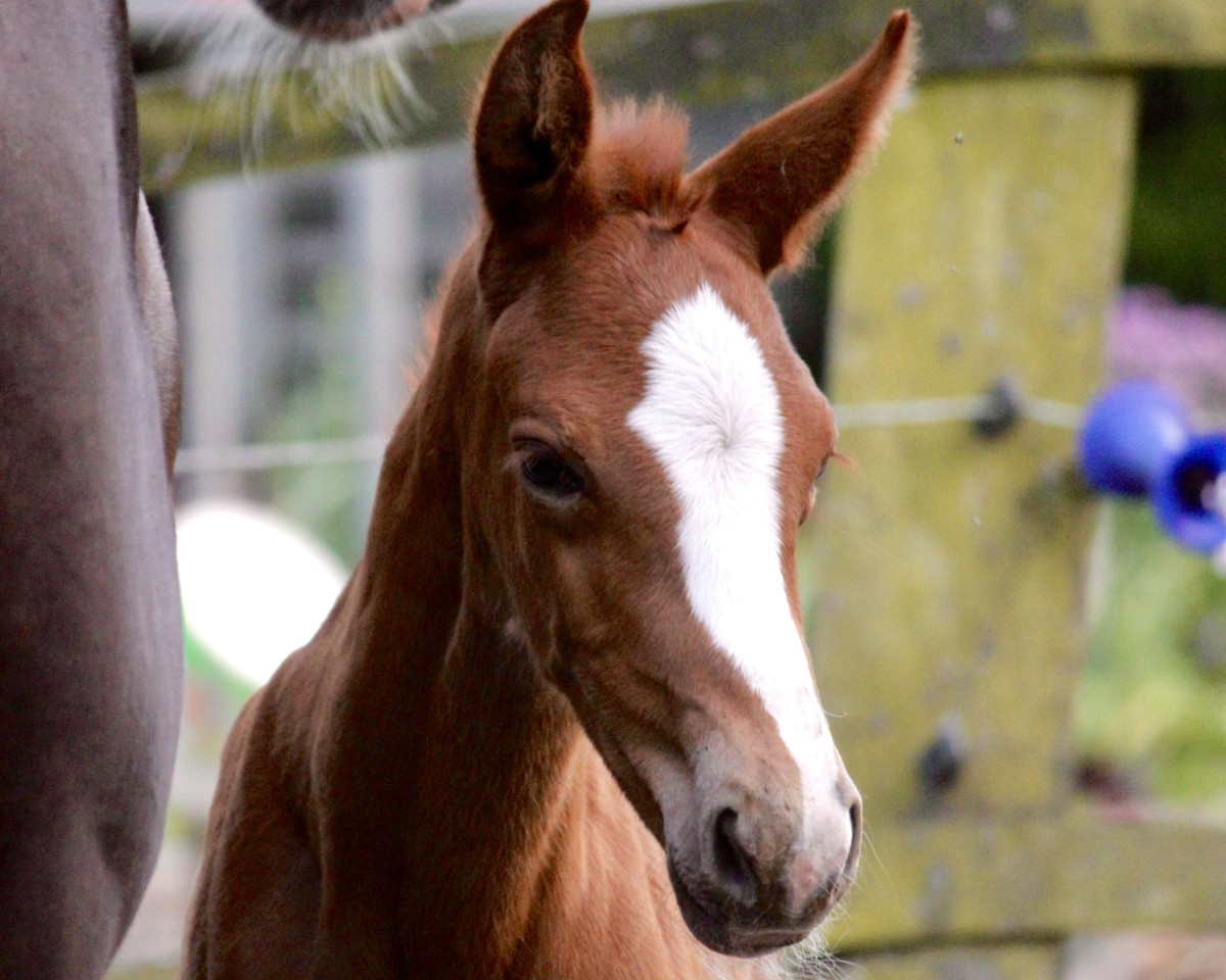 dressage horse Raspberry MH (Oldenburg, 2024, from Bon Courage 4)