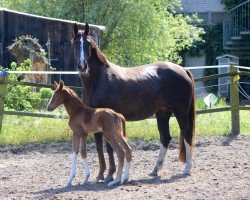 broodmare Rosenglück (Oldenburg, 2017, from Jack Jones)