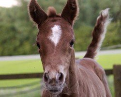 foal by Florence HL (Hanoverian, 2024, from For Romance I)