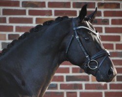 stallion Sir Elton (Westphalian, 2018, from Sir Donnerhall I)