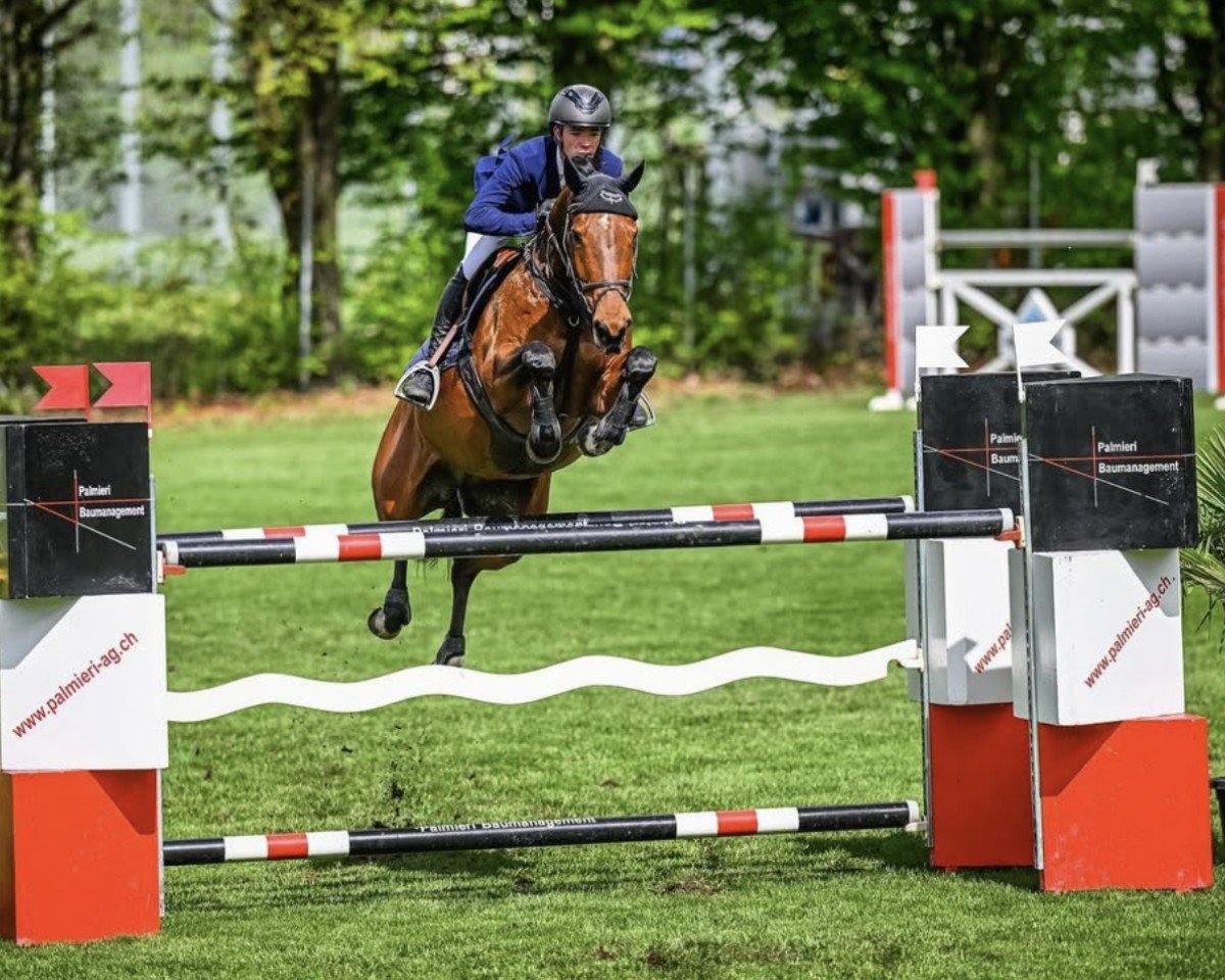 Springpferd Olympie de Lessac Z (Zangersheide Reitpferd, 2012, von Origan de Lessac)