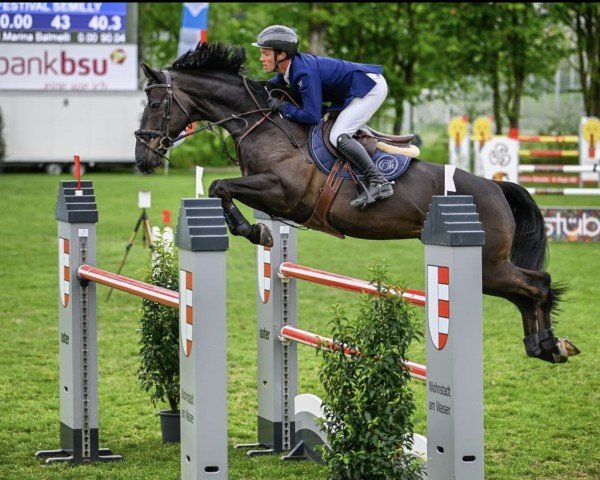 Springpferd Festival Semilly (Selle Français, 2015, von Tornesch)