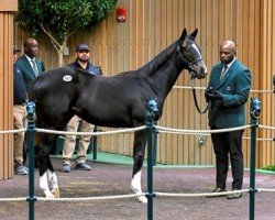 horse Stute von Medaglia d´Oro xx (Thoroughbred, 2021, from Medaglia d'Oro xx)