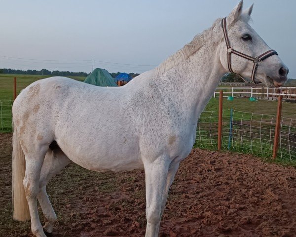 broodmare Charmonix (Oldenburg show jumper, 2003, from Chequille)