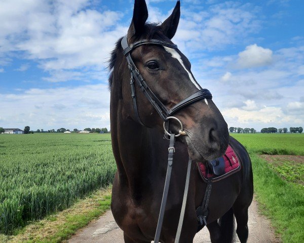 jumper Swing VZ (Hanoverian, 2015, from San Amour I)