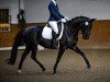 dressage horse Feline‘s Fleur Noir (Oldenburg, 2019, from Le Vivaldi)