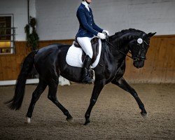 dressage horse Feline‘s Fleur Noir (Oldenburg, 2019, from Le Vivaldi)