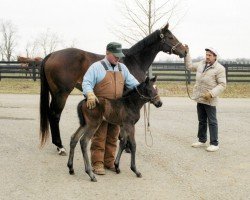 broodmare Serena´s Tune xx (Thoroughbred, 1998, from Mr. Prospector xx)