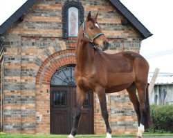 horse Leandro Miro (Rhinelander, 2004, from Laurentianer)