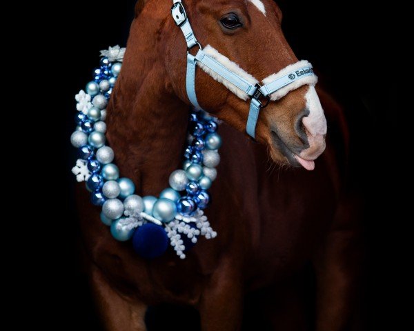 Dressurpferd Redvolution (Quarter Horse, 2012)