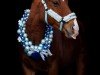 Dressurpferd Redvolution (Quarter Horse, 2012)