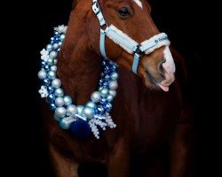 Dressurpferd Redvolution (Quarter Horse, 2012)