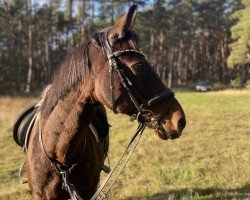 dressage horse Ajana Light (Pinto / Hunter, 2006, from nicht nachgewiesen)