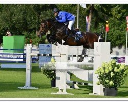 jumper Heart Stealer (KWPN (Royal Dutch Sporthorse), 2005, from Heartbreaker)