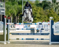 jumper Manou de Muze (Belgian Warmblood, 2012, from Arko III)