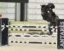 jumper Shuttergold (Hanoverian, 2010, from Silvio I)