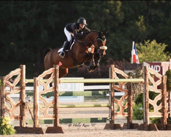 jumper Caphur (Swedish Warmblood, 2006, from VDL Cardento 933)