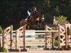 jumper Caphur (Swedish Warmblood, 2006, from VDL Cardento 933)