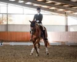 dressage horse Dans Op de Deel 2 (Hannoveraner, 2016, from DeLorean)