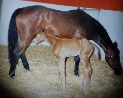 Zuchtstute Trixi (Hessisches Warmblut, 1988, von Tremezzo xx)